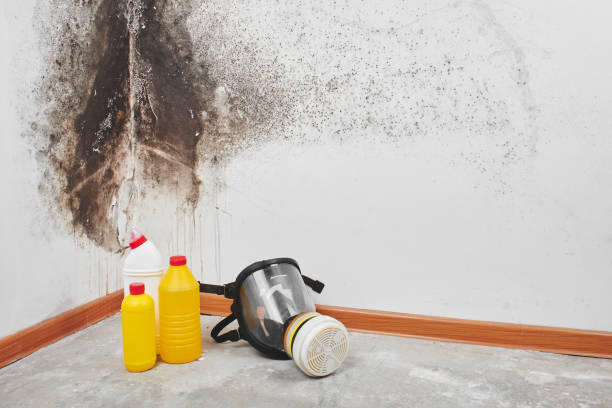 Crawl Space Mold Removal in Lake Village, AR