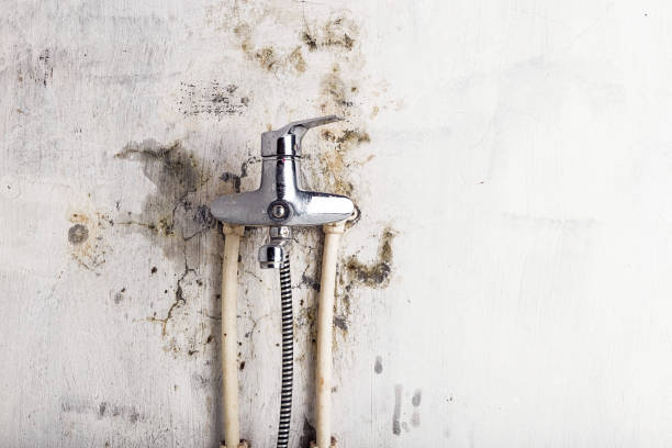 Best Black Mold Removal  in Lake Village, AR