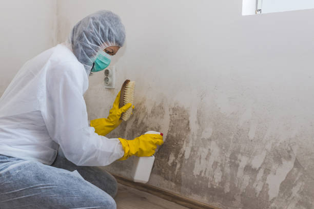 Best Mold Damage Repair  in Lake Village, AR