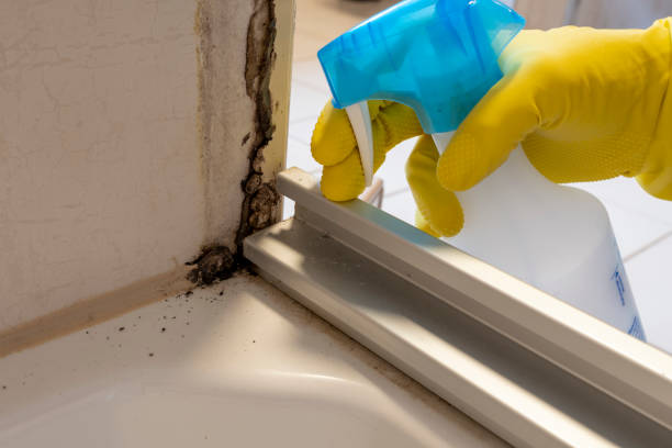 Best Certified Mold Removal  in Lake Village, AR