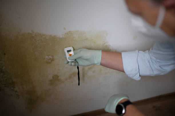 Best Local Mold Removal Service  in Lake Village, AR