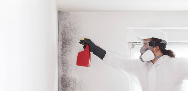 Best Residential Mold Removal  in Lake Village, AR