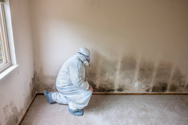 Best Residential Mold Removal  in Lake Village, AR
