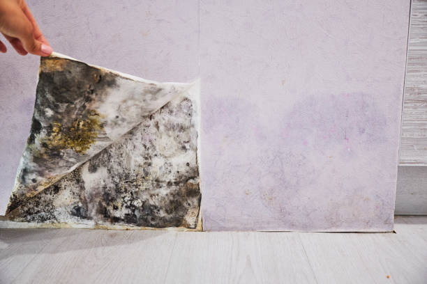 Best Professional Mold Removal  in Lake Village, AR